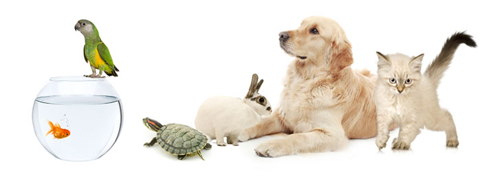 animali_affezione